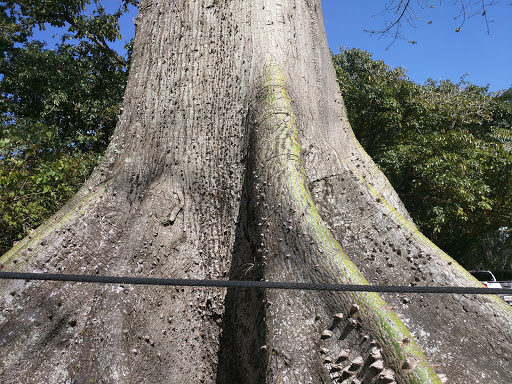 Tourist Attraction «Edison and Ford Winter Estates», reviews and photos, 2350 McGregor Blvd, Fort Myers, FL 33901, USA