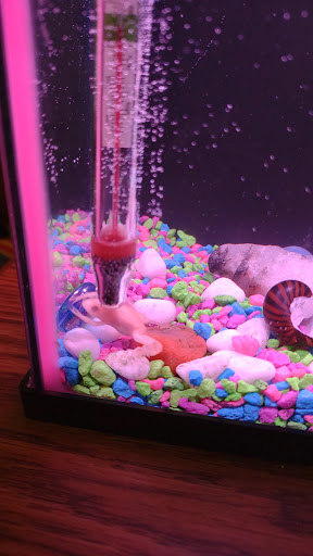 Pet Supply Store «Animal House Pets LLC», reviews and photos, 217 W 14th St, Marshfield, WI 54449, USA