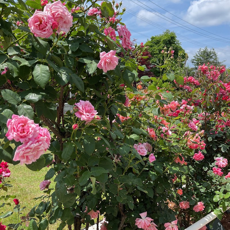 石田ローズガーデン 秋田県大館市三ノ丸 観光名所 グルコミ