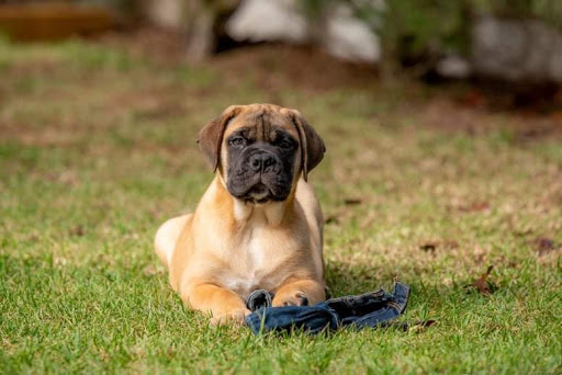 Casa Alto Cristelo - Bullmastiff