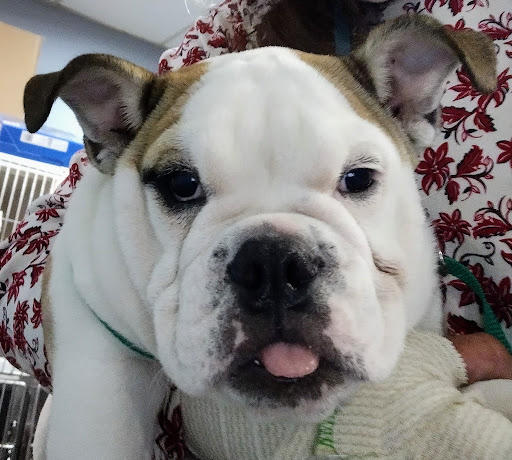 Pet Supply Store «The Dog House», reviews and photos, 4237 S Alameda St, Corpus Christi, TX 78412, USA