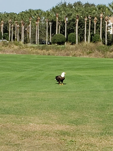 Golf Resort «ChampionsGate Golf Club», reviews and photos, 8575 White Shark Blvd, Davenport, FL 33896, USA