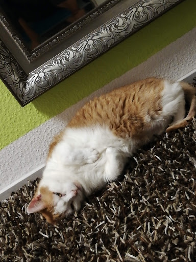 Tierarztpraxis im Gesundheitszentrum Isenbüttel unter Isenbüttel, Niedersachsen