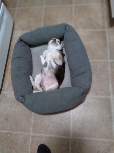 Pet Supply Store «Pet Supplies Plus», reviews and photos, 254 S Illinois Ave, Oak Ridge, TN 37830, USA