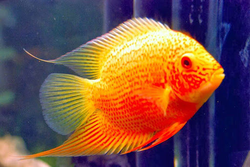 Pet Store «Gills And Thrills Pet Shop», reviews and photos, 204 E 8th St, Lockport, IL 60441, USA