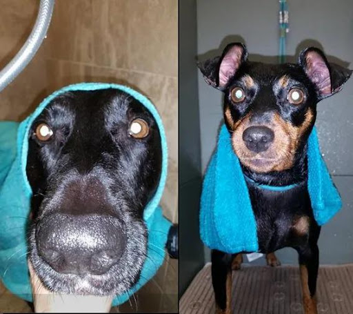 Pet Supply Store «Adogable PET SERVICES», reviews and photos, 4884 Sun City Center Blvd, Sun City Center, FL 33573, USA