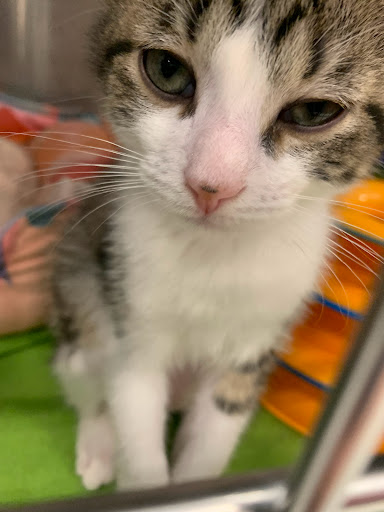 Pet Supply Store «PetSmart», reviews and photos, 45050 Northpointe Blvd, Utica, MI 48315, USA