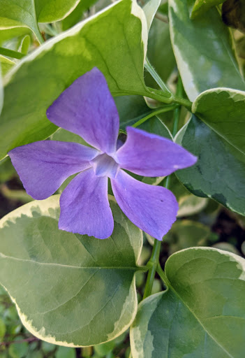 Nature Preserve «Gateway Trailhead - McDowell Sonoran Preserve», reviews and photos, 18333 N Thompson Peak Pkwy, Scottsdale, AZ 85255, USA