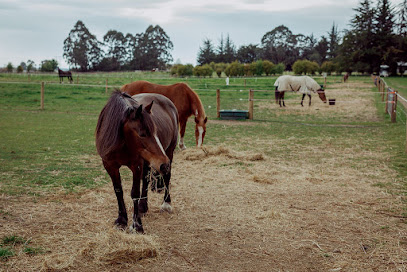 Stonehurst Farm Equestrian