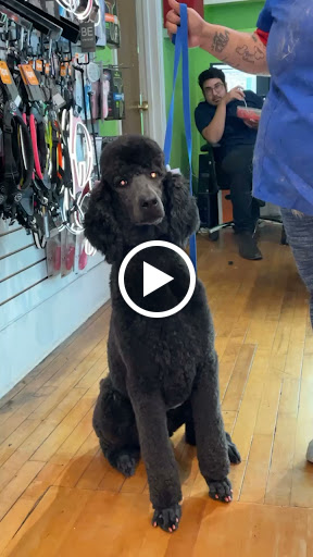 Pet Store «The Pet Set - Midtown», reviews and photos, 976 Piedmont Ave NE, Atlanta, GA 30309, USA