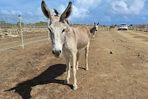 Donkey Sanctuary Bonaire image