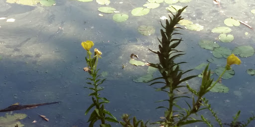 Park «Endicott Park (Town of Danvers)», reviews and photos, 57 Forest St, Danvers, MA 01923, USA