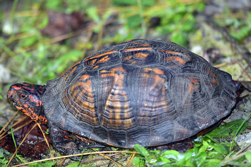 Nature Preserve «Forever Wild Trails», reviews and photos, 384 Narcisse Drive, Dothan, AL 36305, USA