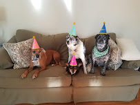 Walking The Dogs, LLC - Photo 8 - Car repair in , Alexandria