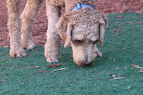 Elly's Pine Castle Dog Boarding & Daycare - Photo 7 - Car repair in Orlando, FL, Orlando