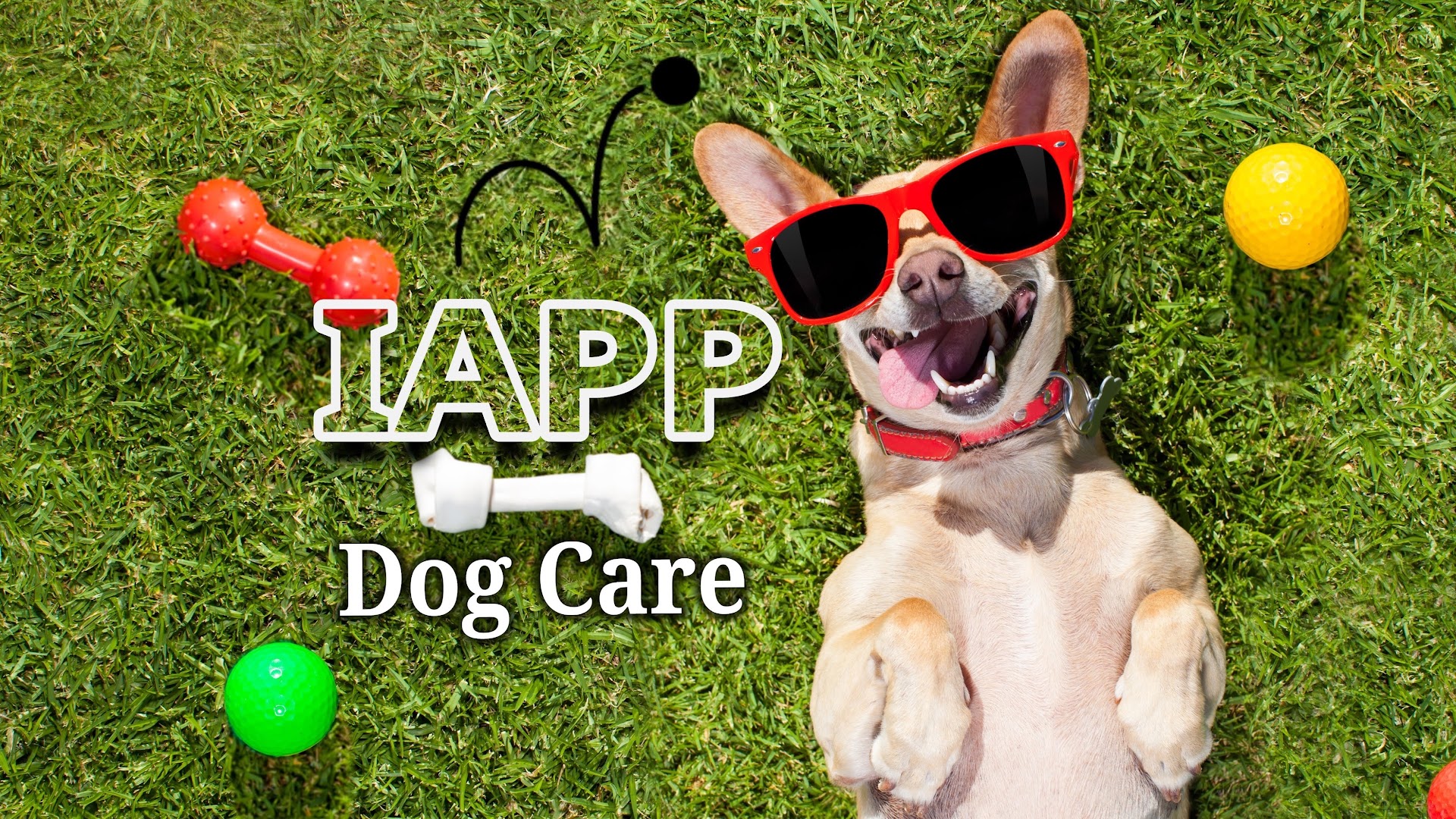 IAPP Dog Care/IAPP Dog Daycare And Boarding