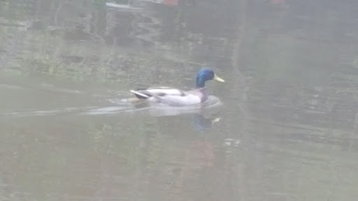 Home Improvement Store «Lake Of The Woods True Value», reviews and photos, 4408 Germanna Hwy, Locust Grove, VA 22508, USA