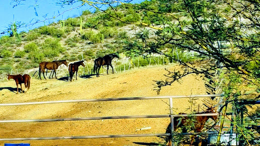 Horseback Riding Service «Spur Cross Stables», reviews and photos, 44029 N Spur Cross Rd, Cave Creek, AZ 85331, USA