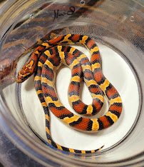 The Exotic Feed RVA - Photo 3 - Car repair in Sandston, VA, Richmond