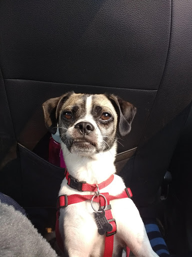 Pet Supply Store «Tre Bone Pet Supply LLC», reviews and photos, 8326 N Lombard St, Portland, OR 97203, USA