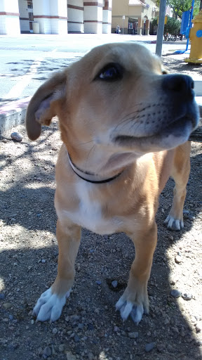 Pet Supply Store «PetSmart», reviews and photos, 3260 Stockton Hill Rd, Kingman, AZ 86409, USA