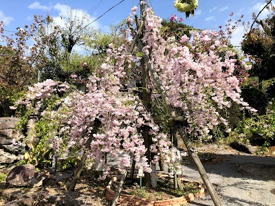 真玉桜園