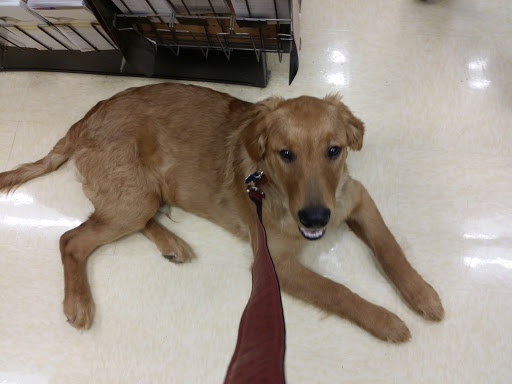 Pet Supply Store «Petco Animal Supplies», reviews and photos, 15660 SW Pacific Hwy, Tigard, OR 97224, USA