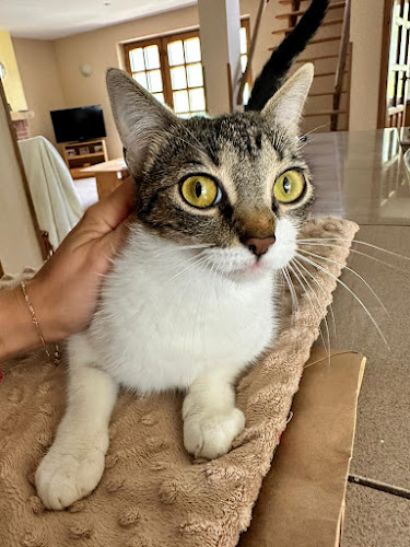 Comentarii opinii despre Lubelskie Centrum Małych Zwierząt - weterynarz Lublin 24h