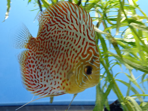 Pet Store «Valley Pets», reviews and photos, 6380 US-85, Fountain, CO 80817, USA