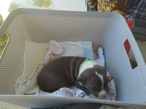 Drexel Veterinary Clinic image