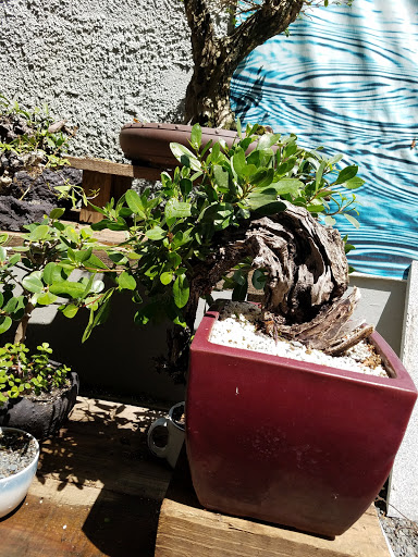 La tienda del Bonsai