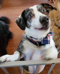 Peach Orchard Veterinary Clinic