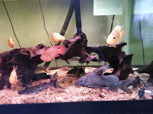 Aquarium «Pacific Aquarium & Plant Inc», reviews and photos, 46 Delancey St #1, New York, NY 10002, USA