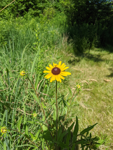Nature Preserve «Scio Woods Preserve», reviews and photos, Scio Church Rd, Ann Arbor, MI 48103, USA