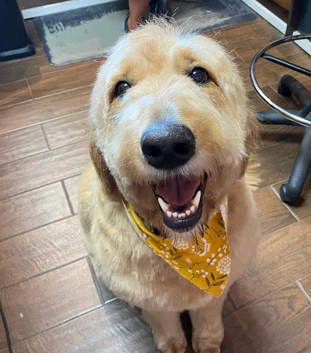 Pet Groomer «Woof Gang Bakery & Grooming Bridgewater», reviews and photos, 732 US-202 #130, Bridgewater, NJ 08807, USA