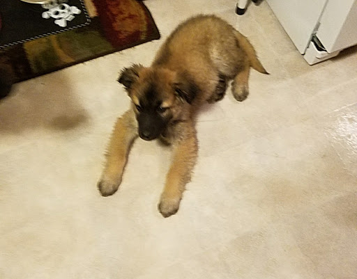 Pet Supply Store «PetSmart», reviews and photos, 8460 Tamarack Village, Woodbury, MN 55125, USA