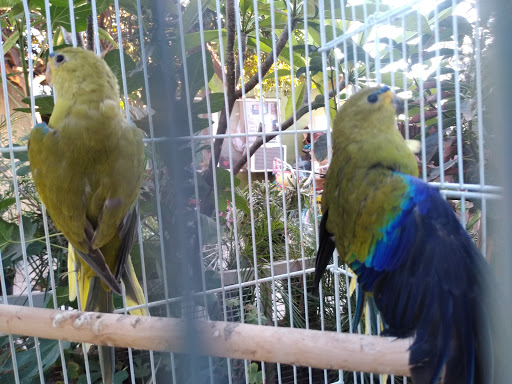 Pet Store «Inez Pet Shop», reviews and photos, 3825 Whittier Blvd, Los Angeles, CA 90023, USA