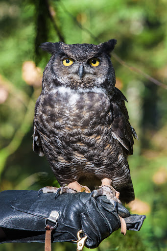 Non-Profit Organization «Audubon Society of Portland», reviews and photos, 5151 NW Cornell Rd, Portland, OR 97210, USA