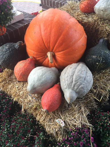 Grocery Store «Whole Foods Market», reviews and photos, 990 Iyannough Rd, Hyannis, MA 02601, USA