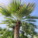 Photo n°12 de l'avis de Danielle. fait le 21/07/2023 à 21:10 sur le  Villa Ceselle à Anacapri