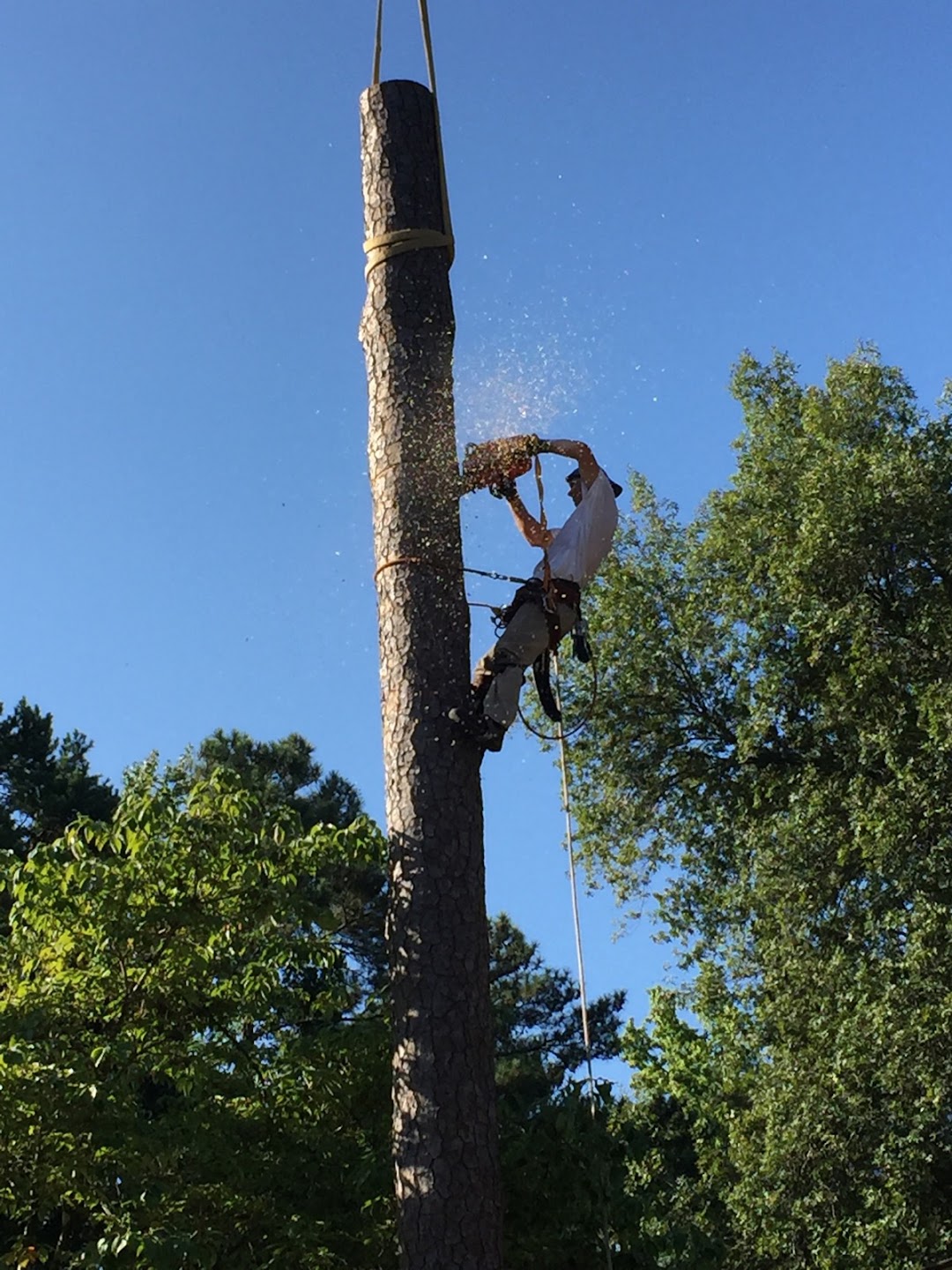 Kashmer Tree Service