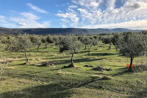 Red Rock Olives image