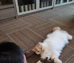 Cutie Cats Cafe photo