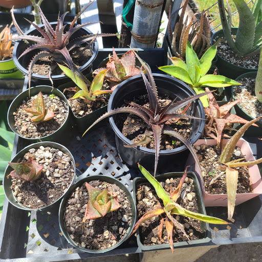 Plant Nursery «San Gabriel Nursery & Florist», reviews and photos, 632 S San Gabriel Blvd, San Gabriel, CA 91776, USA