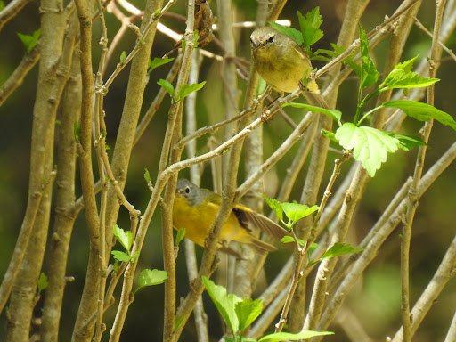 Nature Preserve «Warbler Woods», reviews and photos, 19349 Old Wiederstein Rd, Cibolo, TX 78108, USA