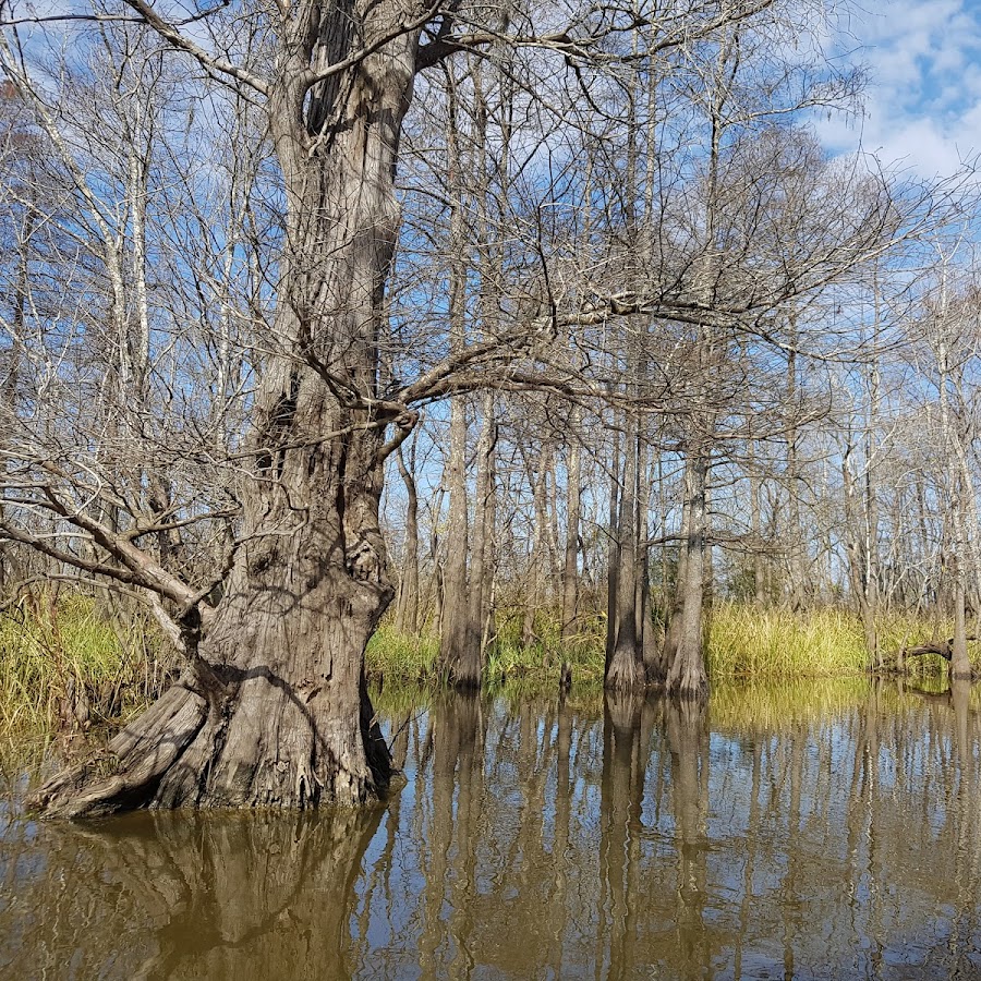 Swamp & River Tours