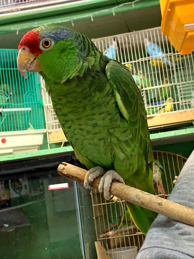 Quetzal Bird Shop