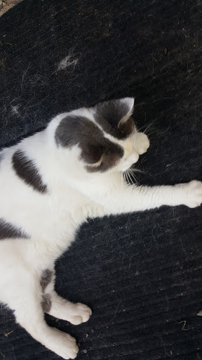 Florist «Camrose Hill Flower Studio», reviews and photos, 14587 30th St N, Stillwater, MN 55082, USA