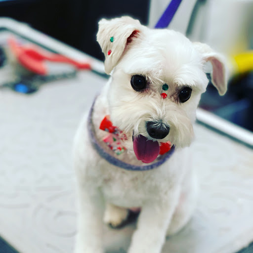 Pet Store «Canine Carousel», reviews and photos, 43135 Broadlands Center Plaza #129, Ashburn, VA 20148, USA