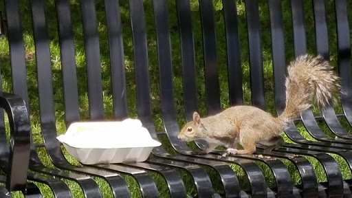 Park «Welles Park», reviews and photos, 2333 W Sunnyside Ave, Chicago, IL 60625, USA